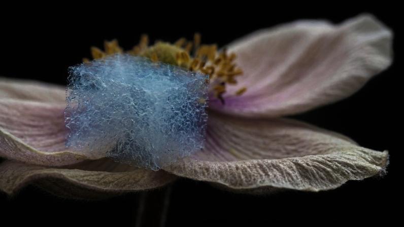 Sólido poroso ultraleve derivado de um gel, capaz de suportar temperaturas extremas com uma estrutura composta majoritariamente por ar – Créditos: depositphotos.com / Ludya