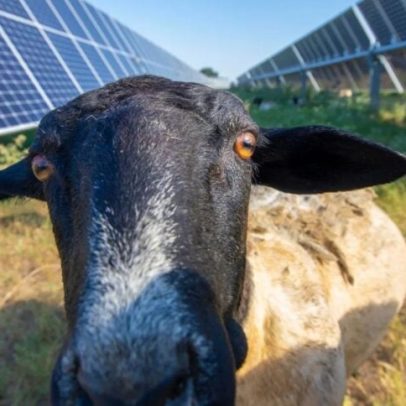 EUA ou Canadá: qual país avança mais na adoção de lavouras agrivoltaicas?