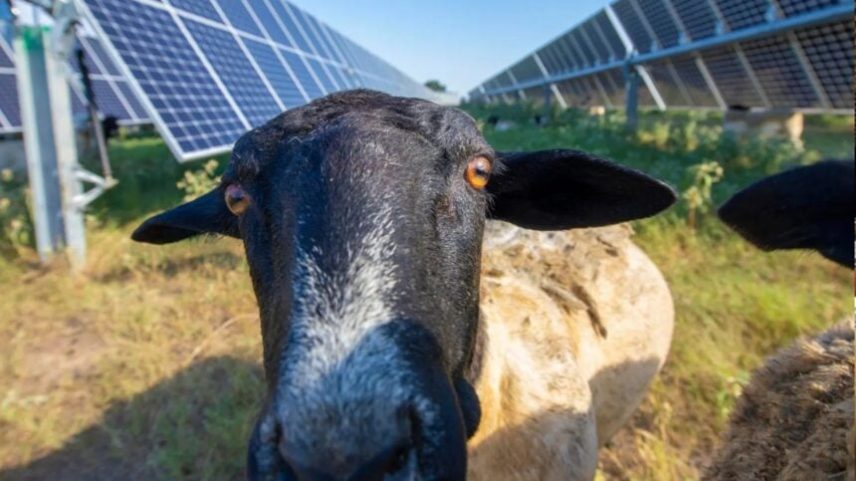 Energia voltaica no vira corrida no campo