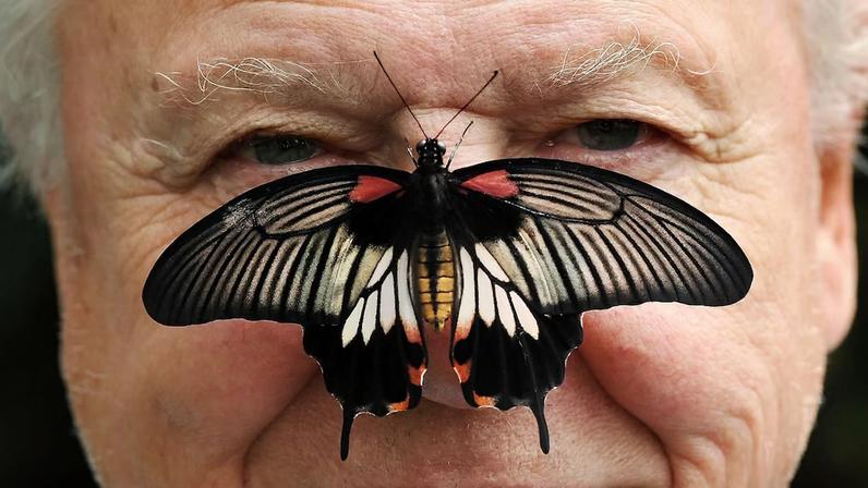 David Attenborough em 2012; ele acaba de completar 100 anos