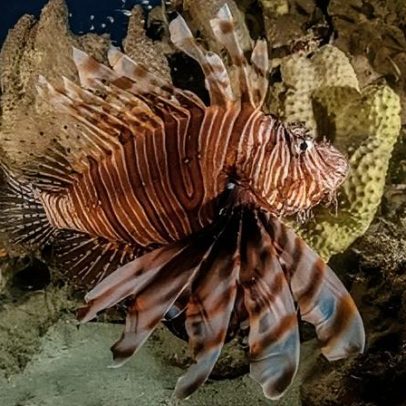 Peixe venenoso avança pela costa brasileira e ameaça biodiversidade