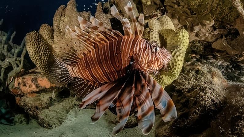 Peixe-leão, espécie invasora e venenosa para o ecossistema marítimo.