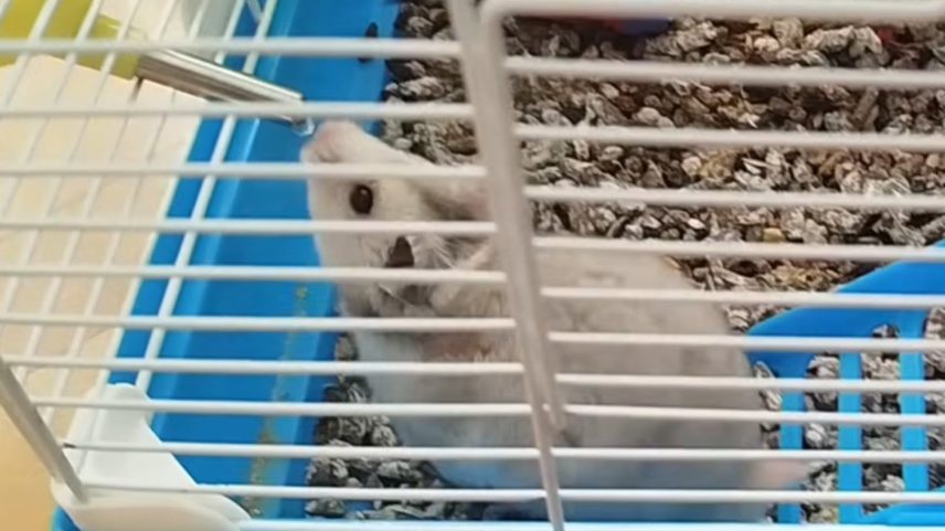 Hamsters são mais ativos durante a madrugada
