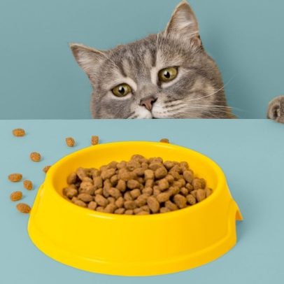 Como estimular o apetite de gatos com 6 dicas práticas
