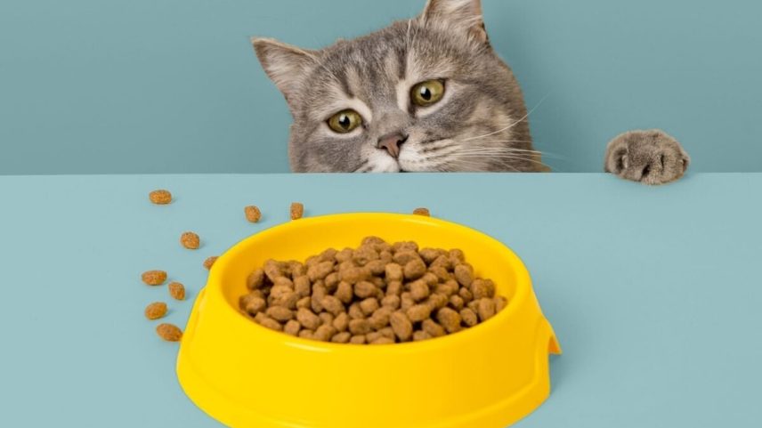 Como estimular o apetite de gatos com 6 dicas práticas