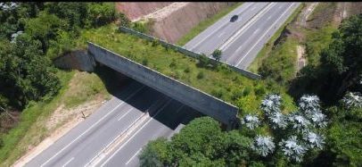 Câmara aprova projeto para reduzir mortes de animais em rodovias