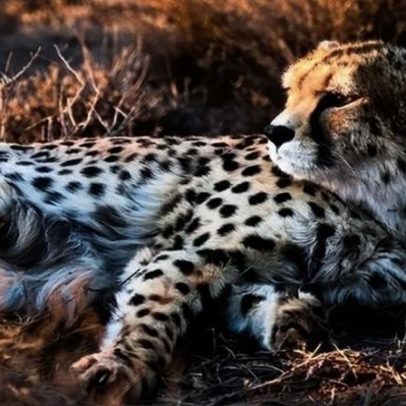 Conflito com o Irã pode comprometer a conservação do mais raro grande felino