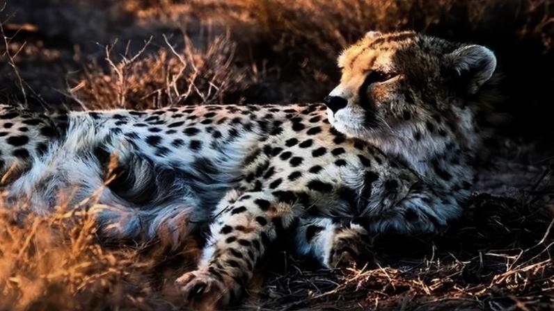 Conflito com o Irã pode comprometer a conservação do mais raro grande felino