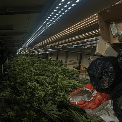 Polícia encontra plantações de maconha em prédio na Grande São Paulo
