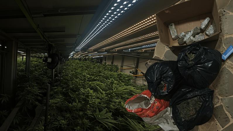 Imagem da noticia SP: Polícia descobre plantação de maconha em prédio na Grande São Paulo