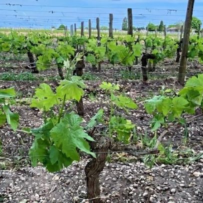 Bordeaux 2025 en primeur: chuva chegou a tempo para Pomerol