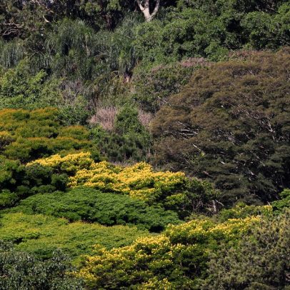 Mata Atlântica: encruzilhada entre desmatamento zero e risco de extinção