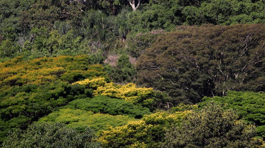 Sistemas de monitoramento da Mata Atlântica indicam mínima histórica de desmatamento em 2025