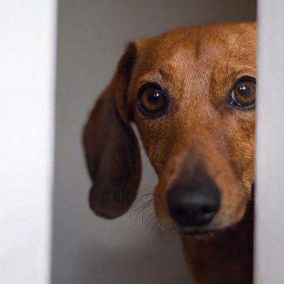 8 em 10 cães vivem sob estresse sem que tutores percebam