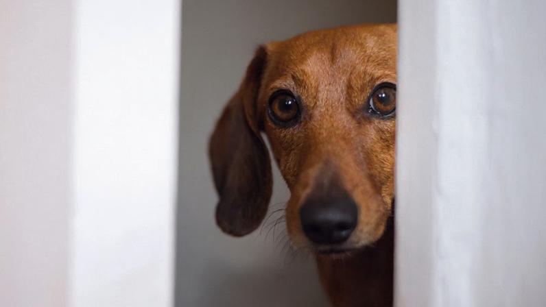Tremores e medo podem indicar ansiedade canina. (Foto: Getty Images via Canva)