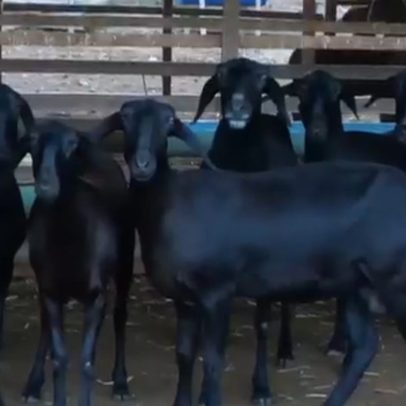 Dom Inocêncio abriga o maior rebanho de caprinos do Piauí