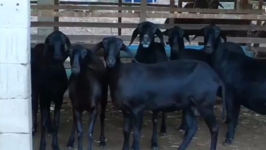 Bodes pretos olhando para a câmera