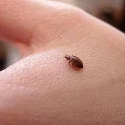 Infestação de percevejos: causas e sinais de identificação