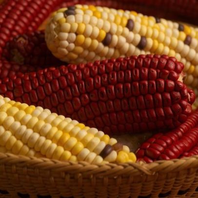 Milho, ingrediente ancestral, supera preconceitos e domina a gastronomia atual