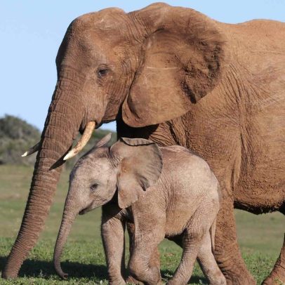 Manada de elefantes africanos acolhe filhote órfão e reforça inteligência