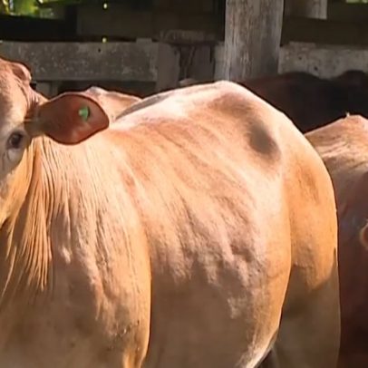 Acordo China-EUA sobre carne bovina não ameaça agropecuária brasileira