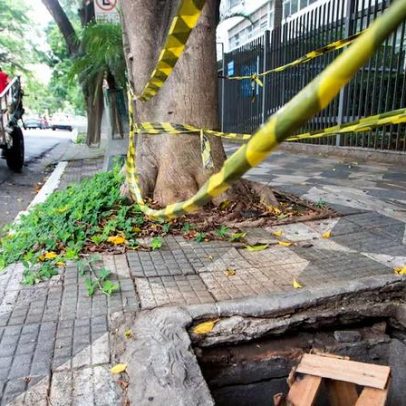 Leitor reclama de multa após remoção de árvore morta