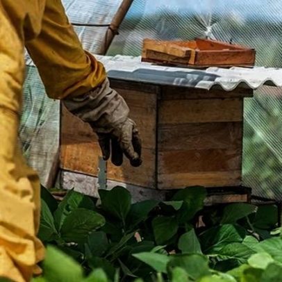 Abelhas elevam produtividade da soja e ganham espaço no campo