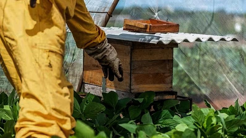 Integração entre apicultura e agricultura avança no Brasil