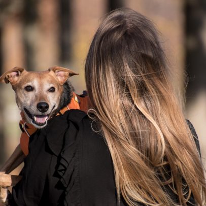 Pets têm benefícios equivalentes aos de amigos e família, aponta estudo