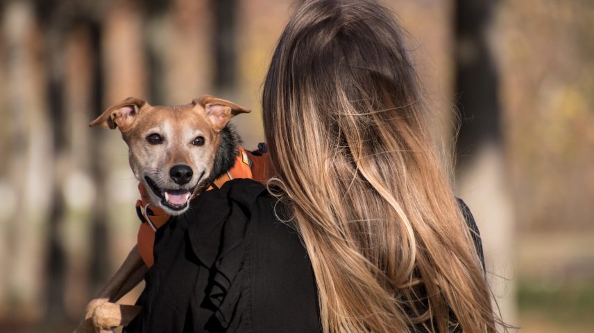 Animais podem reduzir estresse e ansiedade, aliviar a solidão e oferecer senso de propósito