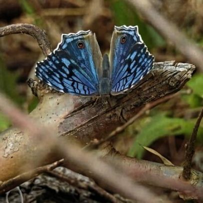 Novos métodos de pesquisa revelam biodiversidade de Madagascar