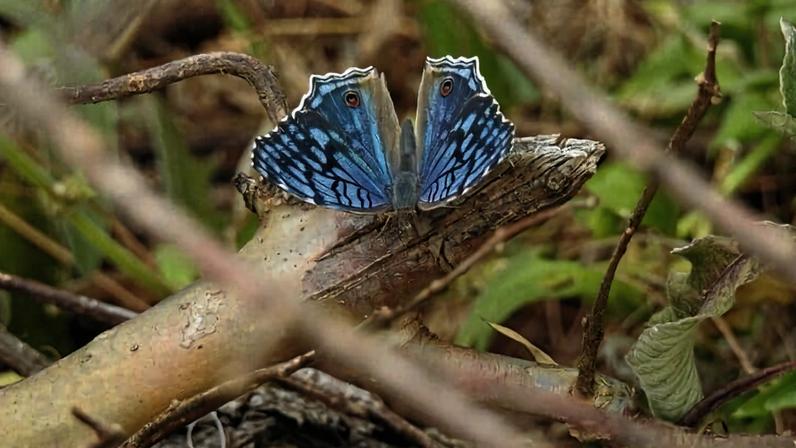 Novos métodos de pesquisa revelam biodiversidade de Madagascar