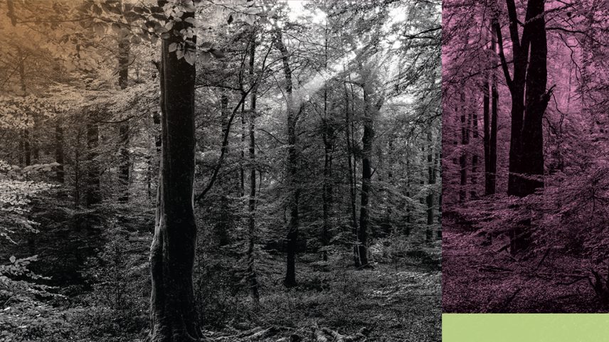 Imagem de uma floresta.