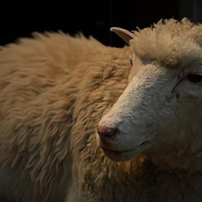 Conexões: da bebida Dolly à ovelha Dolly