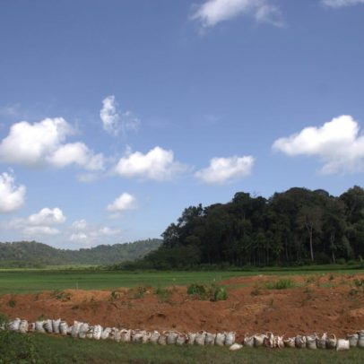 Comunidades dizem que bosques sagrados encolhem nos Ghats Orientais da Índia
