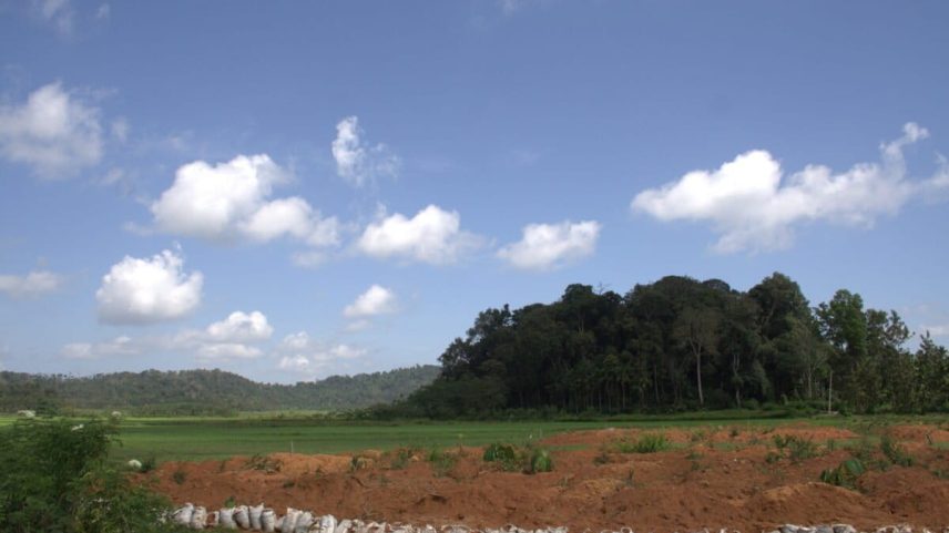 Representative image of a sacred rainforest grove surrounded by paddy fields in Coorg district, Karnataka.