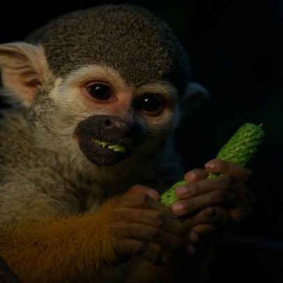 IA de fauna foca no solo; novo modelo observa árvores