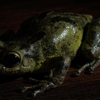 Estudo encontra microplásticos em girinos na Amazônia pela primeira vez
