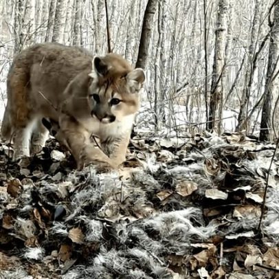 Três pumas filhotes nasceram em Minnesota, primeiro caso em mais de um século