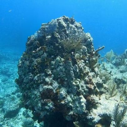 Adaptação climática para os oceanos precisa ser prioridade hoje