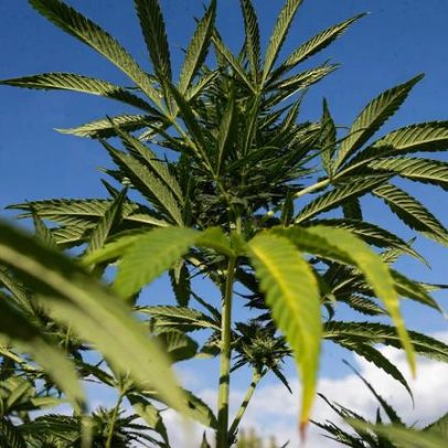 Homem é preso com maconha gourmet em condomínio de luxo em Salvador