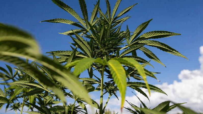 Planta da maconha cannabis - Metrópoles