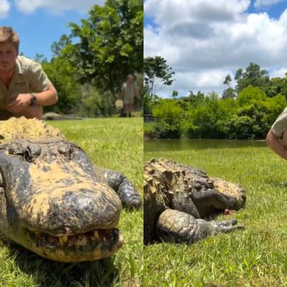 Estrela de reality show relata sobrevivência a ataque de crocodilo