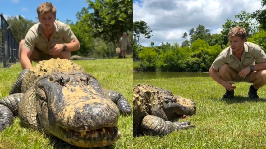 Zoológico da família de Robert Irwin é conhecido por abrigar crocodilos