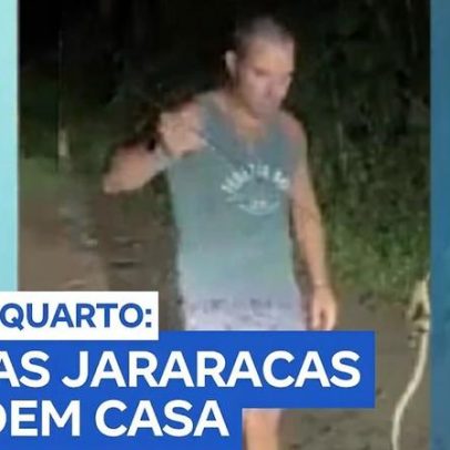 Morador de Caraguatatuba encontra três jararacas em casa