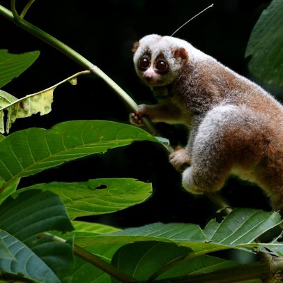 Loris-lentos lutam para sobreviver na natureza após o cativeiro