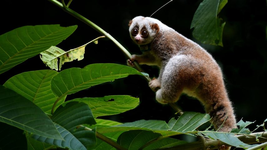 Researchers fitted each of nine Bengal slow lorises with a radio collar to monitor their behavior. Image courtesy of Hassan Al-Razi.