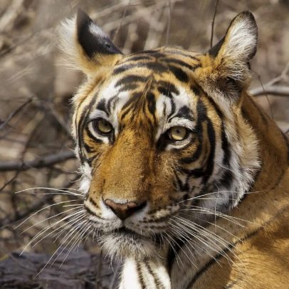 Facebook é centro do comércio ilegal de animais silvestres, diz relatório