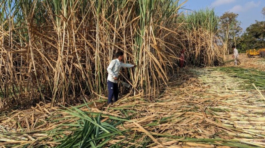 Trabalhadores colhem cana-de-açúcar em um campo no distrito de Kolhapur, no estado ocidental de Maharashtra, Índia