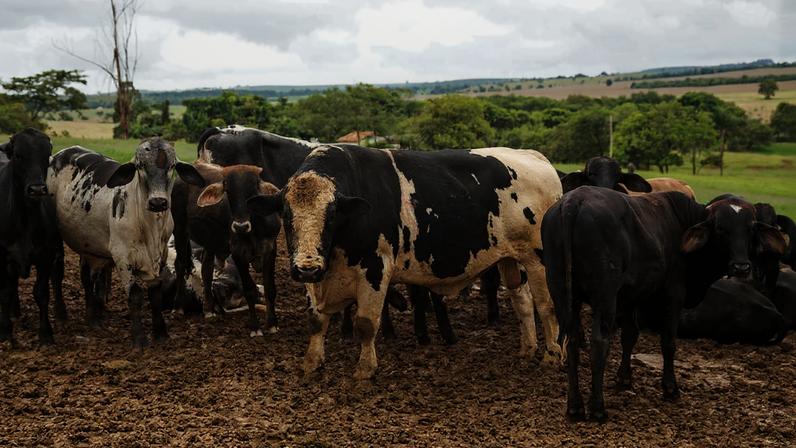 O abate de bovinos cresceu 3,3% no primeiro trimestre de 2026, comparado ao mesmo período de 2025 - Foto: Licia Rubinstein/Agência IBGE Notícias